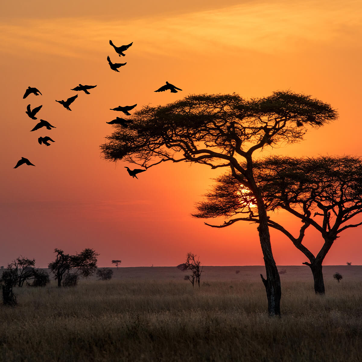 Tansania travel and more Reiseagentur