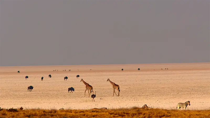 Namibia – Wüstenwind, Dünen & Safari