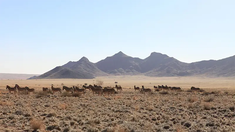 Namibia – Wüstenwind, Dünen & Safari