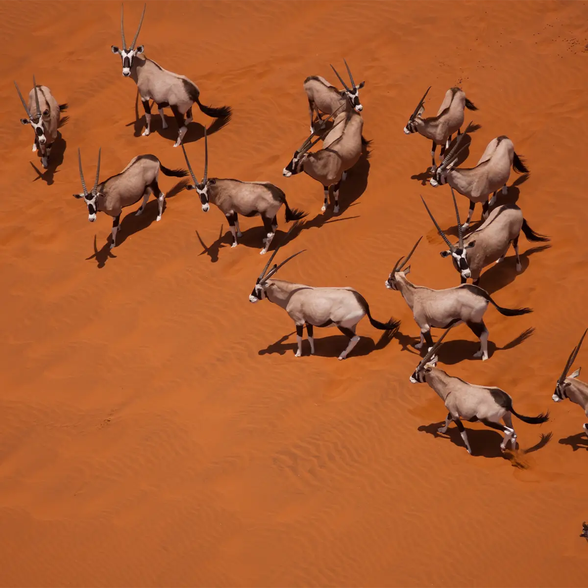 Titelbild Rundreise Namibia 2