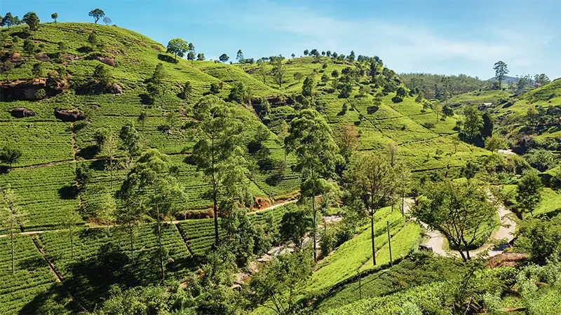 Sri Lanka – Königsstädte und Küstenzauber