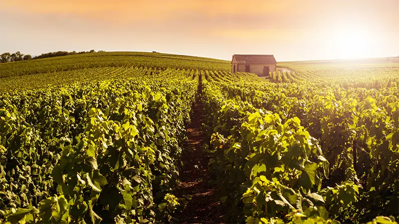 Frankreich – Von Weinbergen zur Metropole